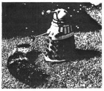 [image of Dalek and cat]